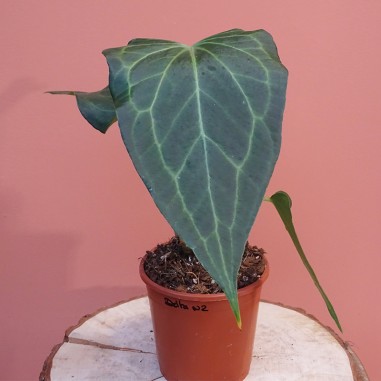 Anthurium Delta Force