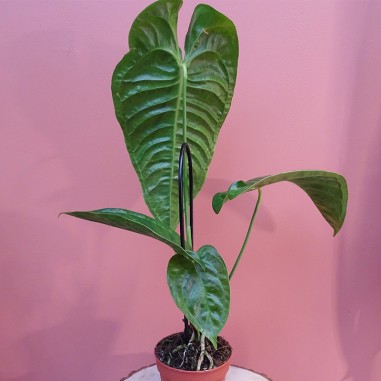 Anthurium Veitchii XL