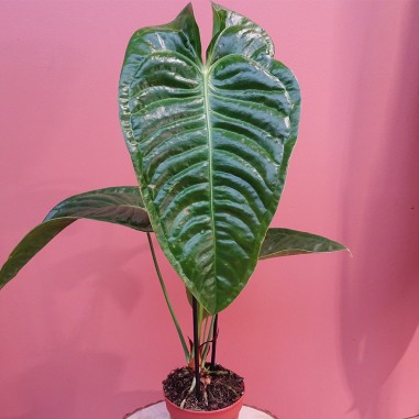 Anthurium Veitchii XL