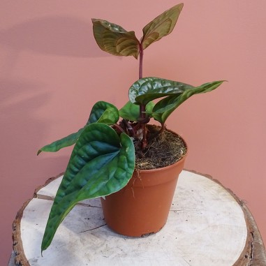 Anthurium Luxurians x Radicans