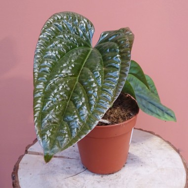 Anthurium Luxurians x Radicans