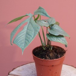 Monstera Amydrium silver