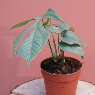 Monstera Amydrium silver