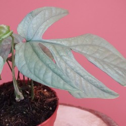 Monstera Amydrium silver 2