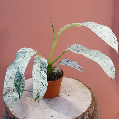 Rhaphidophora Puberula Variegata