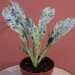 Rhaphidophora Puberula... 2