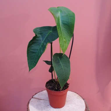 Anthurium Peltigerum