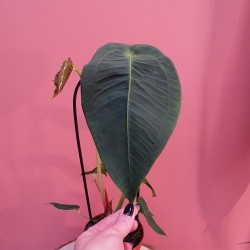 Anthurium Peltigerum