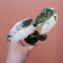 Alocasia Frydek variegata