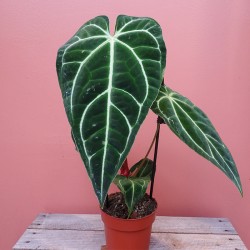 Anthurium Regale