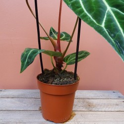 Anthurium Regale 2