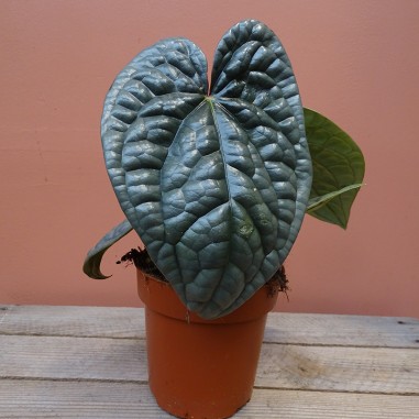 Anthurium Luxurians