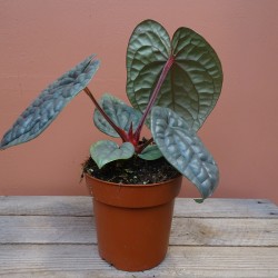 Anthurium Luxurians 2