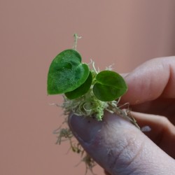 Anthurium Forgetii dark...