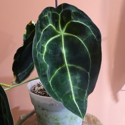 Anthurium Forgetii dark... 2