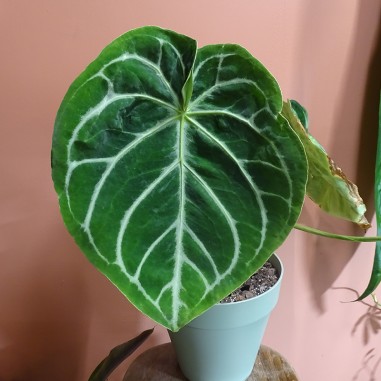 Anthurium Forgetii dark form x Silver...