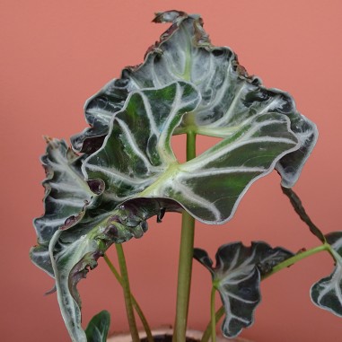 Alocasia Loco