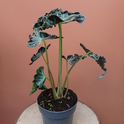 Alocasia Loco
