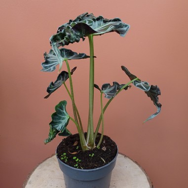 Alocasia Loco