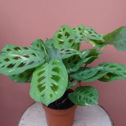 Maranta kerchoveana variegata