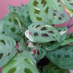Maranta kerchoveana variegata 2
