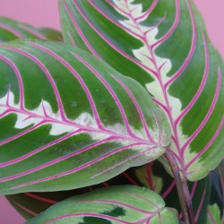 Maranta Leuconeura Fascinator
