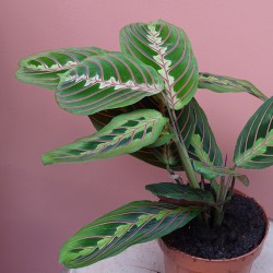 Maranta Leuconeura Fascinator 2