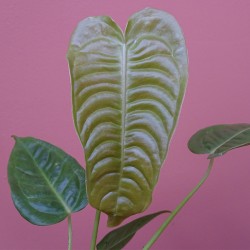 Anthurium Veitchii Narrow 2
