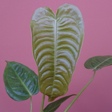 Anthurium Veitchii Narrow