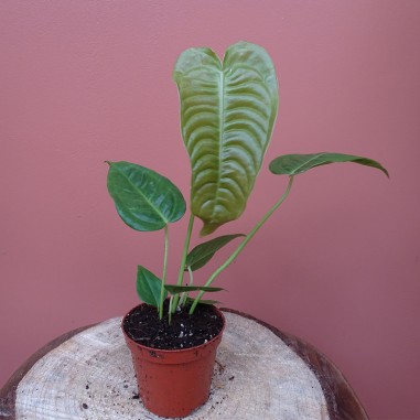 Anthurium Veitchii Narrow