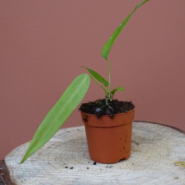 Anthurium Pallidiflorum