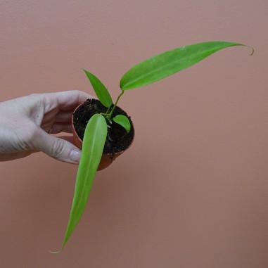 Anthurium Pallidiflorum