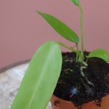 Anthurium Pallidiflorum