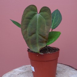 Anthurium Ace of space x...