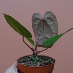 Anthurium Ace of space x... 2