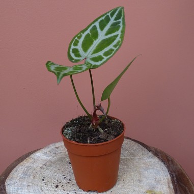 Anthurium snow queen