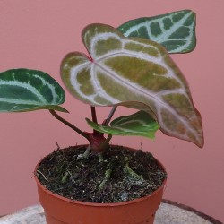 Anthurium snow queen
