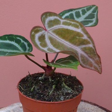 Anthurium snow queen