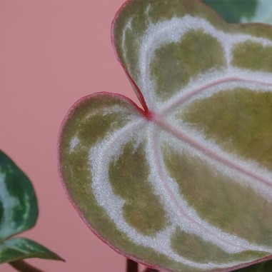 Anthurium snow queen