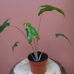 Alocasia Zebrina Reticulata