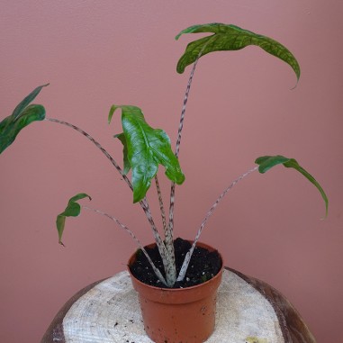 Alocasia Zebrina Reticulata