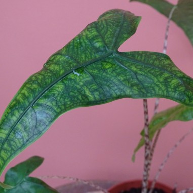 Alocasia Zebrina Reticulata
