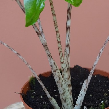 Alocasia Zebrina Reticulata
