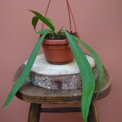 Anthurium Vittarifolium