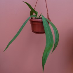 Anthurium Vittarifolium 2