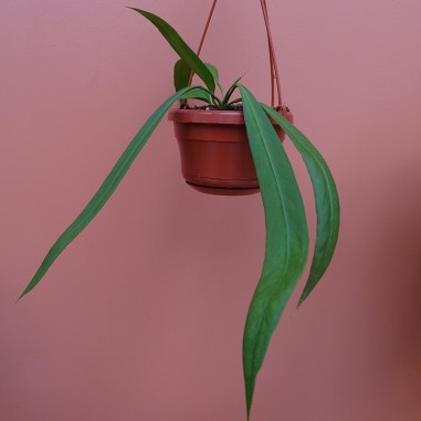 Anthurium Vittarifolium