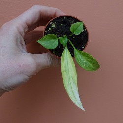 Anthurium Vittarifolium...