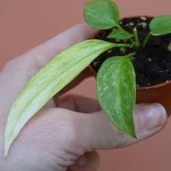 Anthurium Vittarifolium... 2