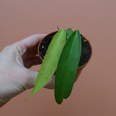 Anthurium Wendlingeri