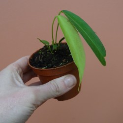 Anthurium Wendlingeri 2
